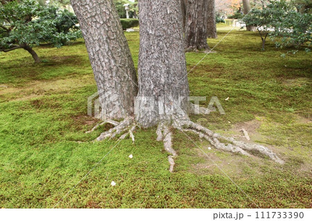 兼六園の大樹の幹 兼六園の大樹の幹 111733390