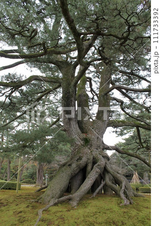 兼六園の根上がりの松 兼六園の根上がりの松 111733392