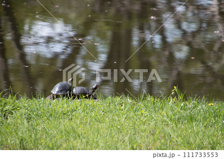 日向ぼっこをするカメ 111733553