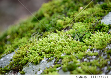 苔のある風景 111733554