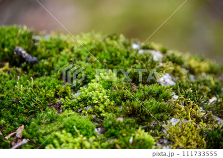 苔の上に生える苔 111733555