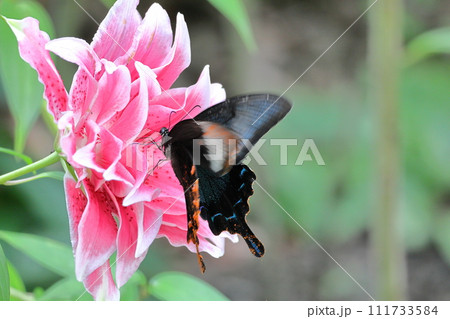 純潔を象徴する花 純潔を象徴する花 111733584