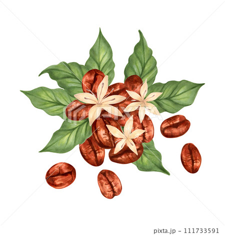 Composition of coffee beans with leaves and flowers. Clipart of Robusta and Arabica varieties. Illustration with watercolor and marker. Coffee day.Hand drawn isolated art. Production, harvesting. 111733591