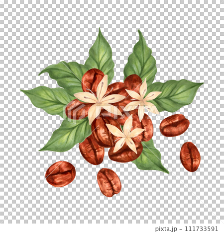 Composition of coffee beans with leaves and flowers. Clipart of Robusta and Arabica varieties. Illustration with watercolor and marker. Coffee day.Hand drawn isolated art. Production, harvesting. 111733591