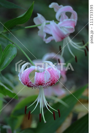 純潔を象徴する花 111733595