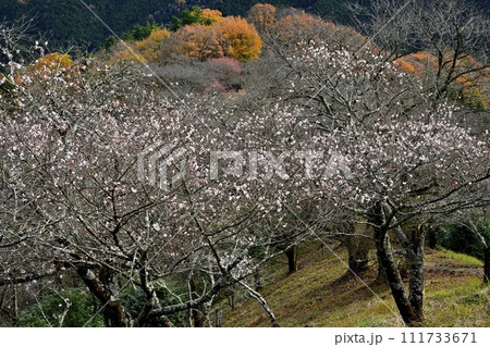 藤岡市鬼石地区三波川の桜山公園に咲く冬桜と紅葉の木々 111733671