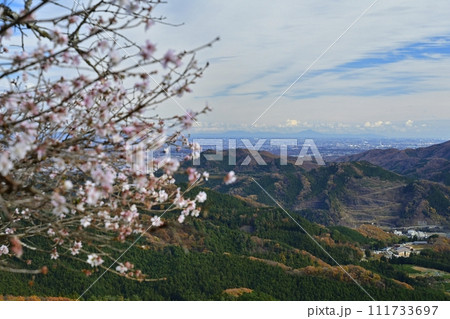 藤岡市鬼石地区三波川の桜山公園に咲く冬桜と紅葉の木々 111733697