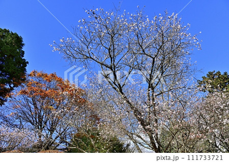 藤岡市鬼石地区三波川の桜山公園に咲く冬桜と紅葉の木々 111733721