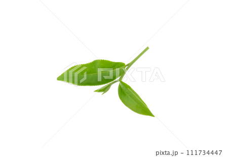 Green tea leaf isolated on white background Green tea leaf isolated on white background 111734447