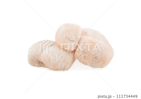 lion mane mushroom isolated on white background. lion mane mushroom isolated on white background. 111734449