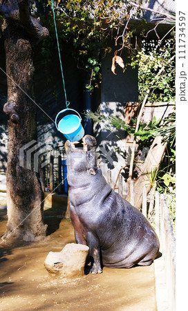 コビトカバ　（上野動物園） 111734597