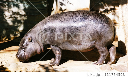 コビトカバ　（上野動物園） 111734598