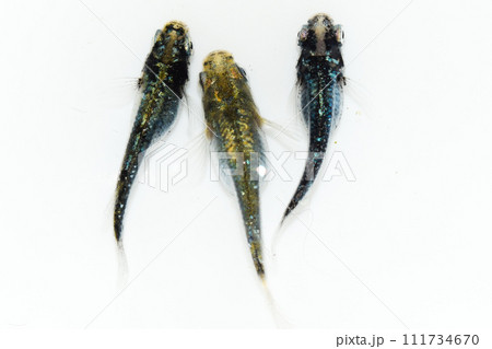 宝石のようなメダカの横見（改良メダカ） 111734670