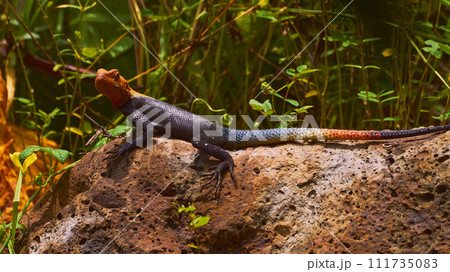 Reunion Island lizard Numibian rock agama (Agama planiceps Peters, 1862) basking on a rock 111735083
