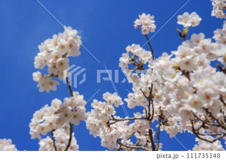 青空に映える満開の桜と青空に飛ぶ飛行機 111735148