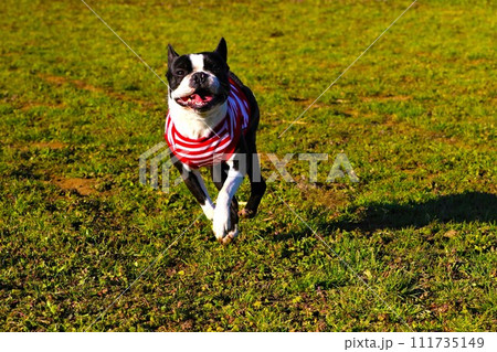野原のドックランで嬉しそうに飛び跳ねて来るボストンテリアのマイティ君♡ 野原のドックランで嬉しそうに飛び跳ねて来るボストンテリアのマイティ君♡ 111735149