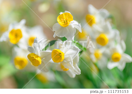水仙の花 水仙の花 111735153