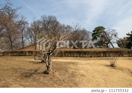 前橋市　大室公園　蝋梅の木と中二子古墳 111735332