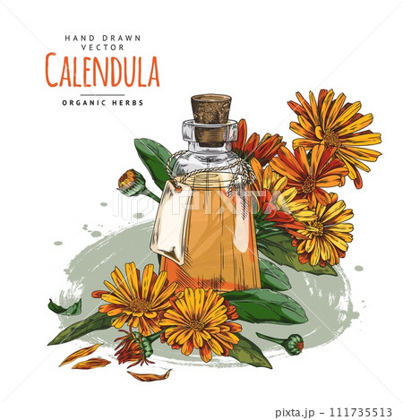 Hand drawn bottle of oil or tincture with calendula flowers. 111735513