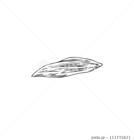 Hand drawn monochrome petal of calendula flower sketch style Hand drawn monochrome petal of calendula flower sketch style 111735621