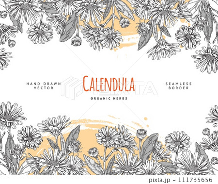 Calendula flower with leaves engraved hand drawn on floral seamless border vector design, tea plant medical organic herb 111735656