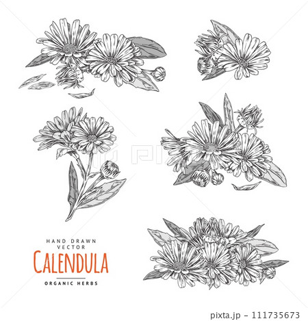 Calendula flower collection vector set 111735673