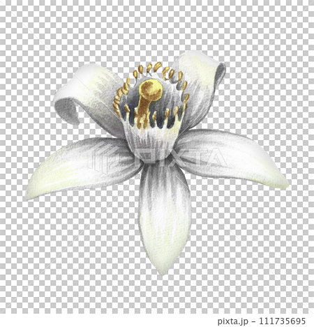 Orange blossom, the fragrant flower of the orange tree. Hand-drawn watercolor illustration. Highlight it. An element of the design of perfume packaging, postcards and labels. For banners, flyers. 111735695