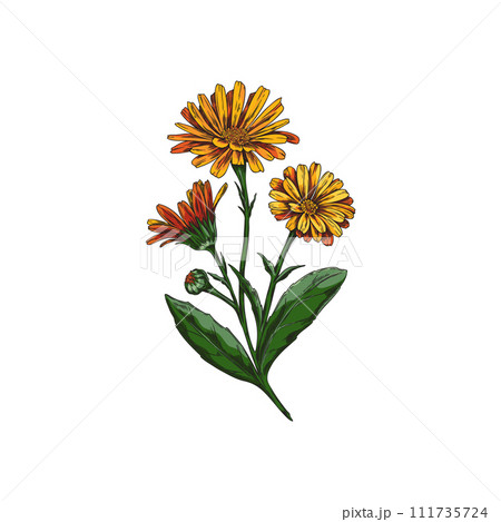 Calendula flower vector for hand drawn health and beauty design. 111735724