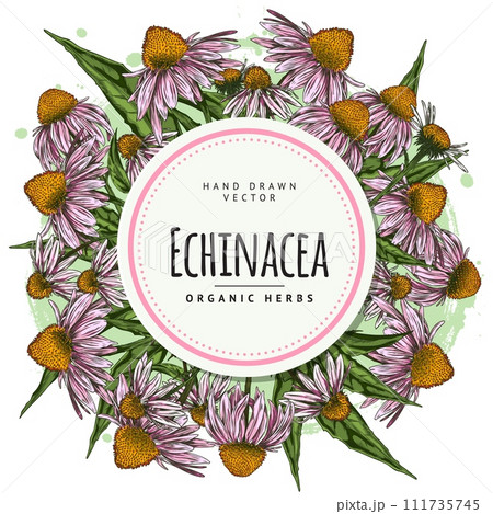 Round frame with hand drawn colorful echinacea flowers and leaves Round frame with hand drawn colorful echinacea flowers and leaves 111735745