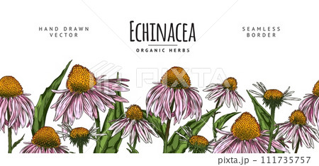 Seamless border with hand drawn colorful echinacea flowers and leaves 111735757
