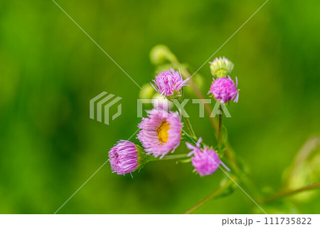 春風に吹かれて~可愛いハルジオンの花~ 春風に吹かれて~可愛いハルジオンの花~ 111735822