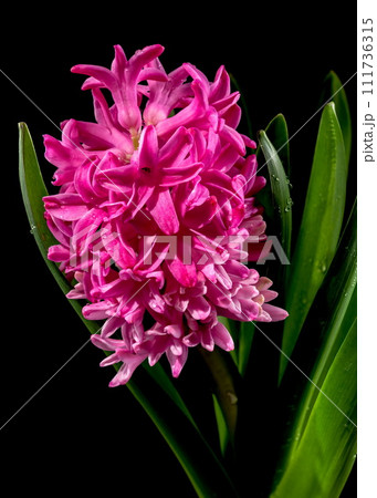 Pink Hyacinth flower on a black background 111736315