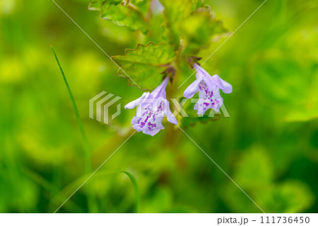 春風に揺れるカキドオシノ可愛い花 111736450