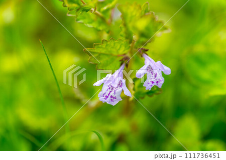春風に揺れるカキドオシノ可愛い花 111736451