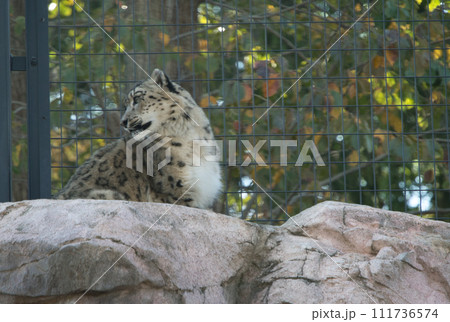 遠くを見ているユキヒョウ 遠くを見ているユキヒョウ 111736574