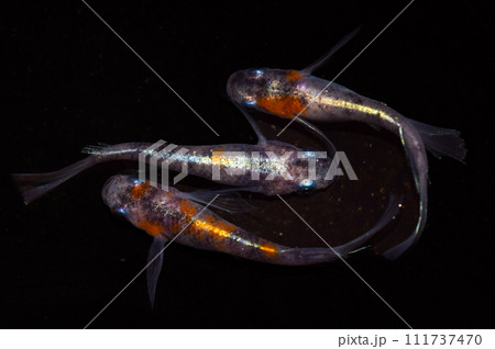 三色幹之リアルロングフィン（改良メダカ） 111737470