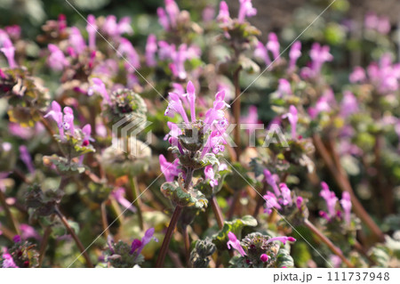 ホトケノザ 111737948