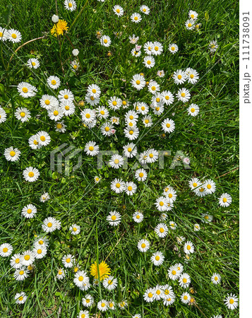 a lawn with daisies and dandelions a lawn with daisies and dandelions 111738091