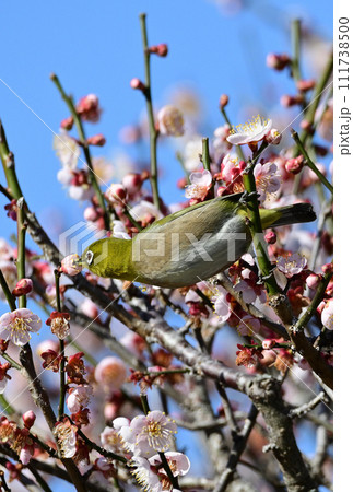 梅の花の蜜を吸うメジロ 111738500
