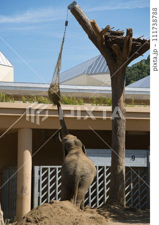 エサに鼻を伸ばす円山動物園のゾウ エサに鼻を伸ばす円山動物園のゾウ 111738788