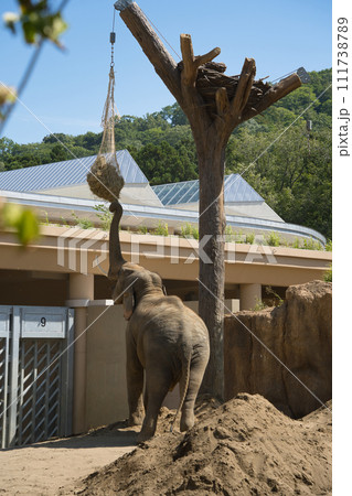エサに鼻を伸ばす円山動物園のゾウ エサに鼻を伸ばす円山動物園のゾウ 111738789