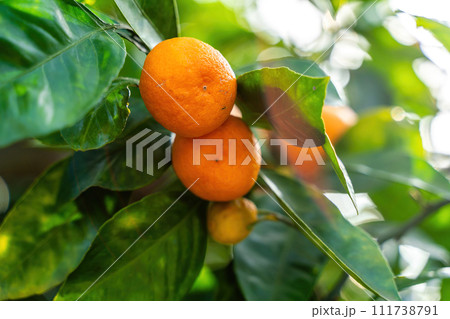 View of the Orange Garden, summer background. Farming content. A picturesque day and a gorgeous scene. Wonderful wallpaper image. Discover the beauty of the world View of the Orange Garden, summer background. Farming content. A picturesque day and a gorgeous scene. Wonderful wallpaper image. Discover the beauty of the world 111738791