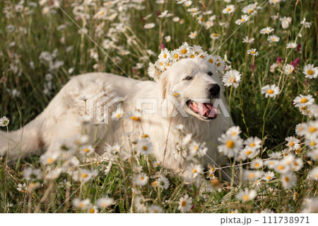 Daisies white dog Maremma Sheepdog in a wreath of daisies sits on a green lawn with wild flowers daisies, walks a pet. Cute photo with a dog in a wreath of daisies. 111738971