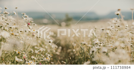Daisy Chamomile background. Beautiful nature scene with blooming chamomilles in sun flare. Sunny day. Summer flowers. 111738984