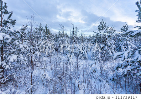 Forest Covered by Snow in Winter Landscape Forest Covered by Snow in Winter Landscape 111739117