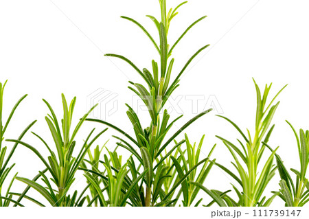 Branches of rosemary on a white background Branches of rosemary on a white background 111739147