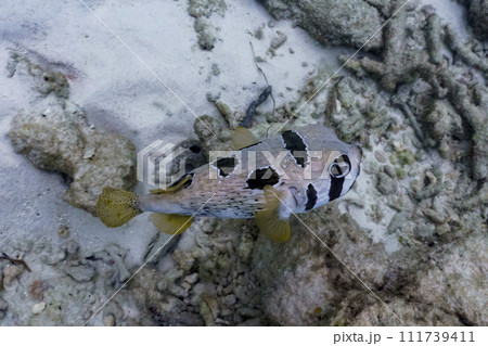 Coral Reef and Tropical Fish on Maldives island. Tropical and coral sea wildelife. Beautiful underwater world. Underwater photography. Coral Reef and Tropical Fish on Maldives island. Tropical and coral sea wildelife. Beautiful underwater world. Underwater photography. 111739411