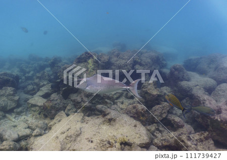 Unicorn Surgeonfish in the coral reef of Maldives island. Tropical and coral sea wildelife. Beautiful underwater world. Underwater photography. 111739427