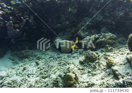 Emperor angelfish (Pomacanthus imperator)in the coral reef of Maldives island. Tropical and coral sea wildelife. Beautiful underwater world. Underwater photography. Emperor angelfish (Pomacanthus imperator)in the coral reef of Maldives island. Tropical and coral sea wildelife. Beautiful underwater world. Underwater photography. 111739430