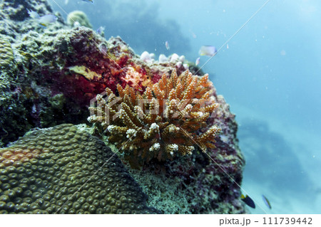 Coral Reef and Tropical Fish on Maldives island. Tropical and coral sea wildelife. Beautiful underwater world. Underwater photography. 111739442